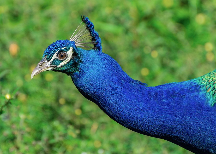 India Peacock