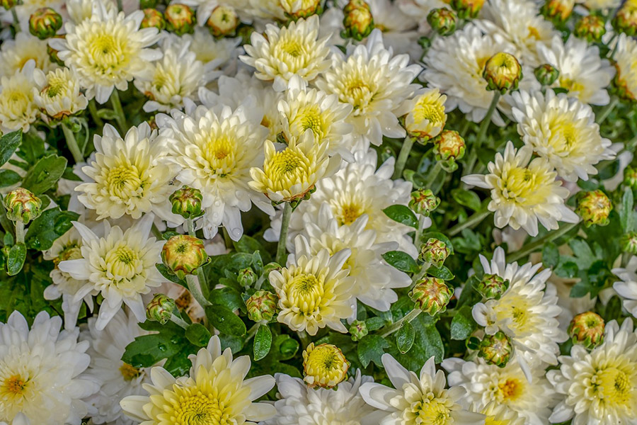 Japan Chrysanthemum 