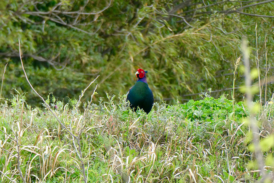 Japan Green Pheasant