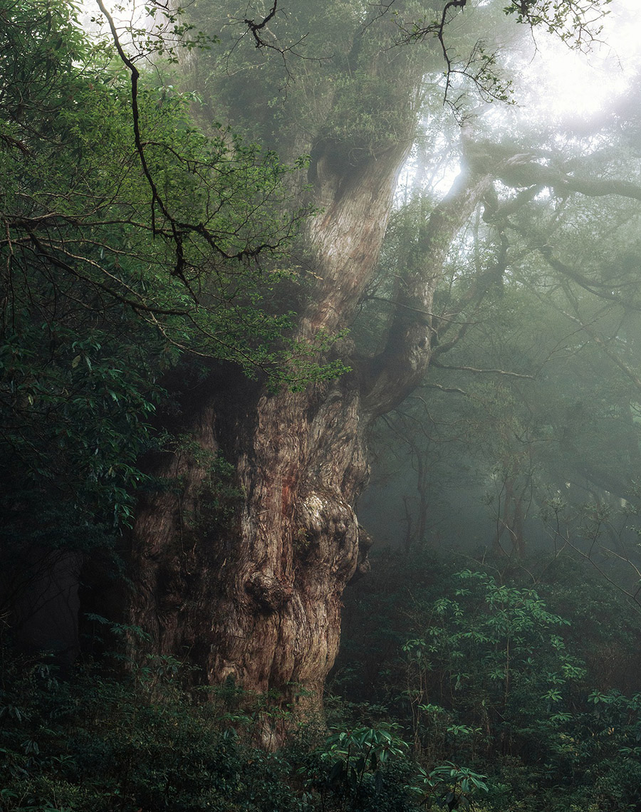 Japan Yakushima Island