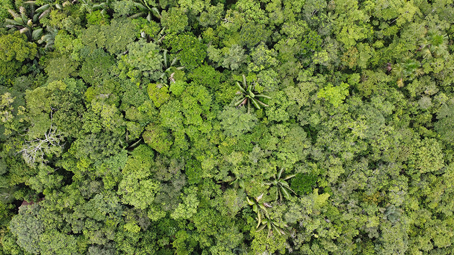 Jungle canopy aerial view