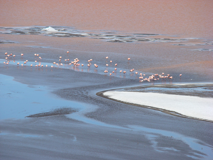 Laguna Colorada flamingos