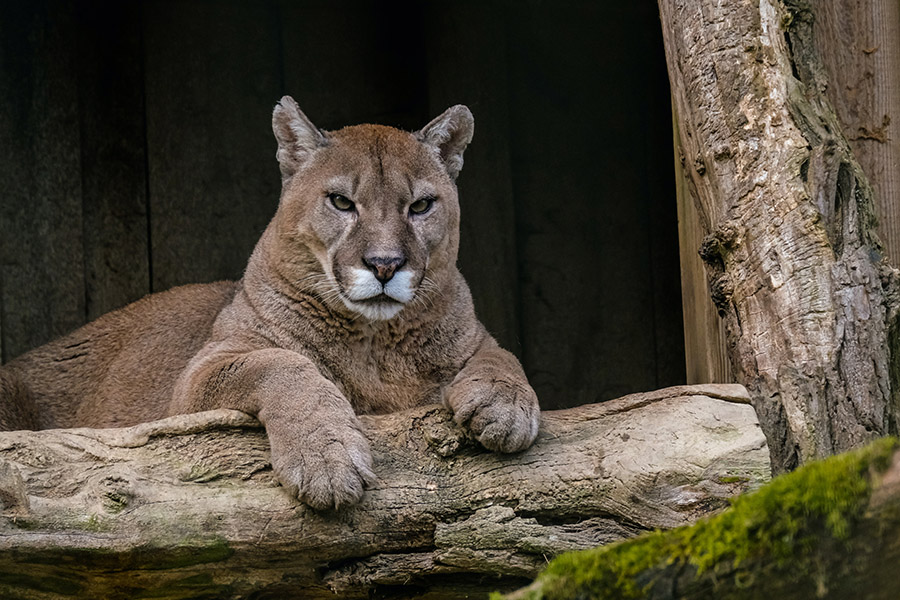 Large mountain lion in captivity
