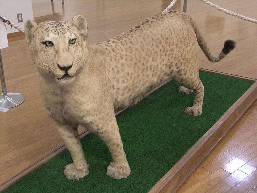 Leopon