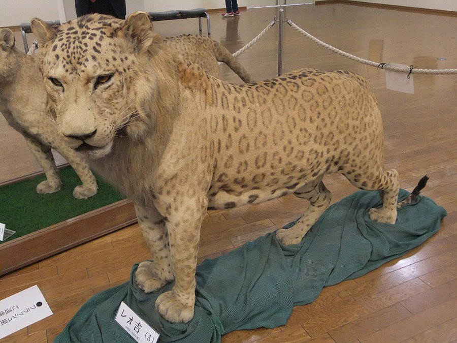 Leopon