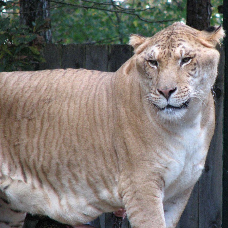Liger portrait