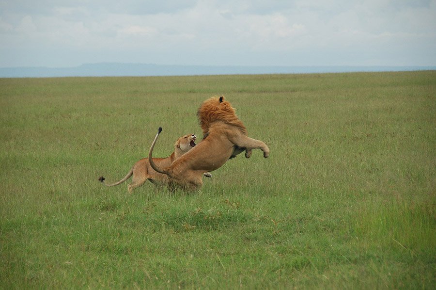 Lion and lioness fighting