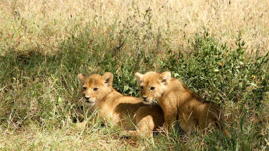 Lion cubs in the grass