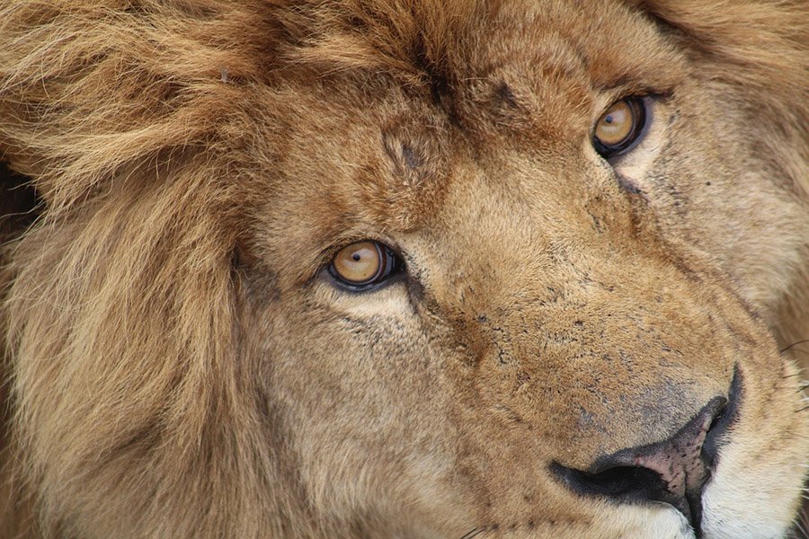 Lion eyes