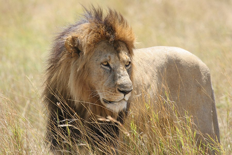 Lion in Masai Mara