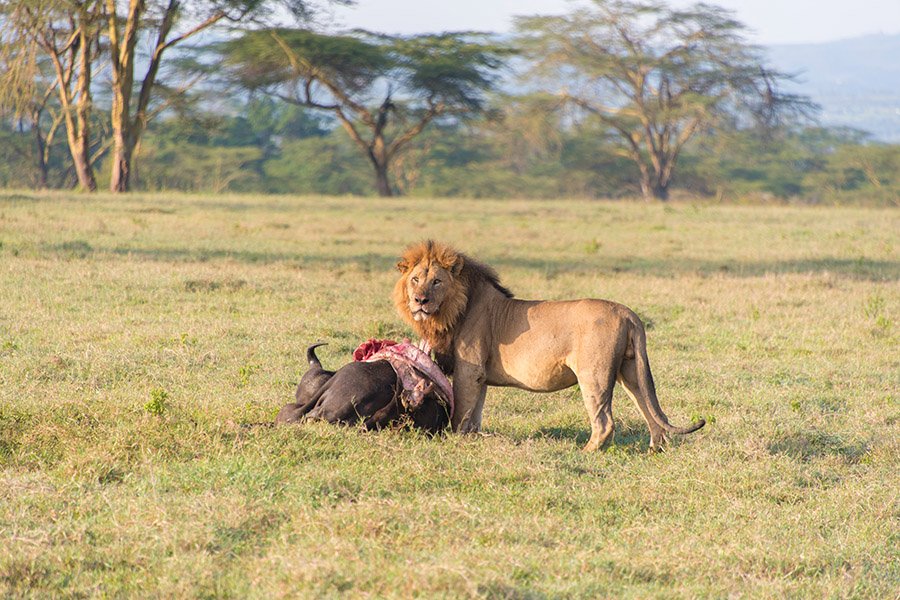 Lion killed a buffalo