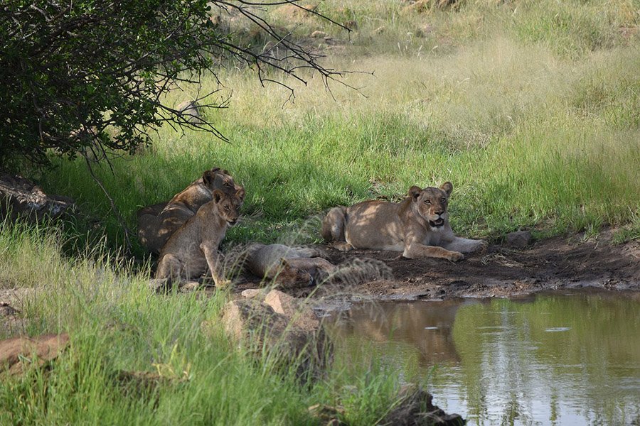 Lion pride near water