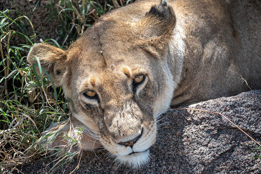 Lioness eyes