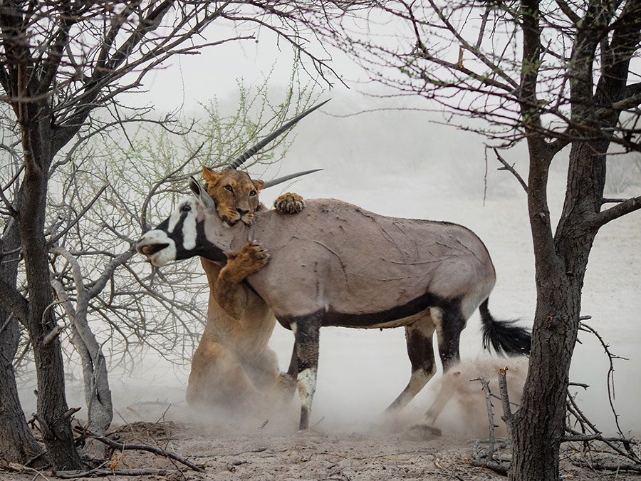 Lioness hunting an antilope