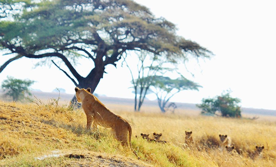 Lioness with many cubs
