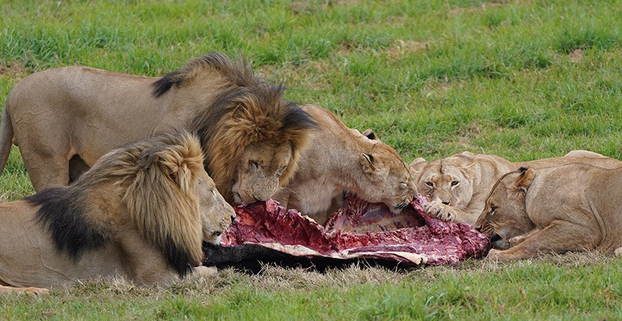 Lions eating