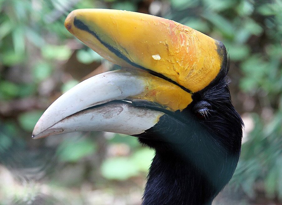 Malaysia Rhinoceros Hornbill