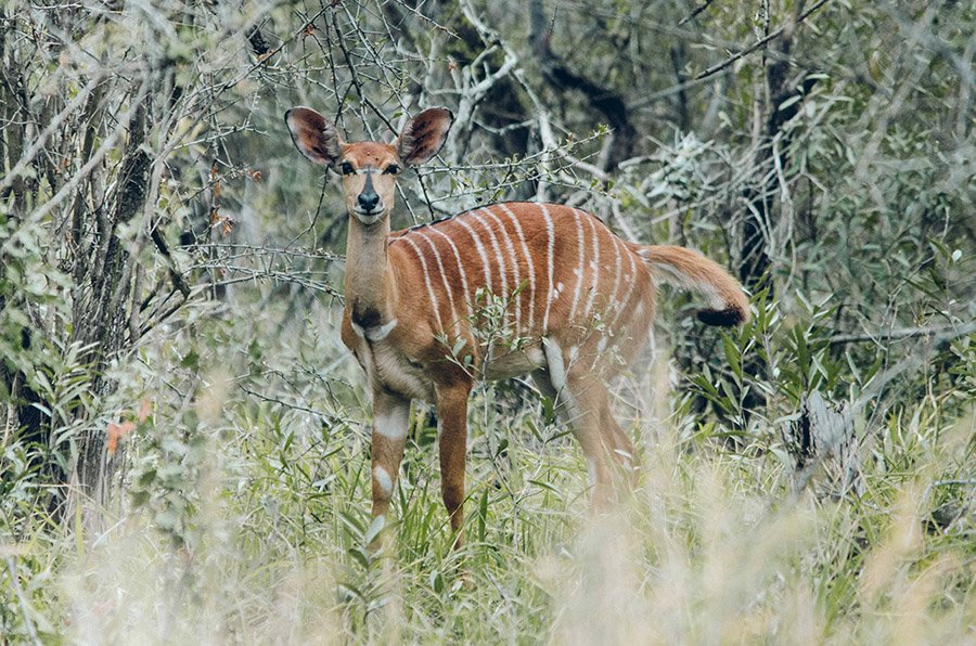 Mammals starting with B - Bongo
