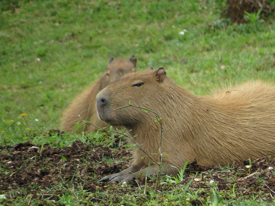Capybara