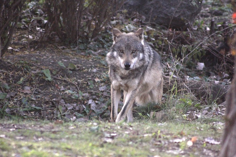 Mexican Grey Wolf