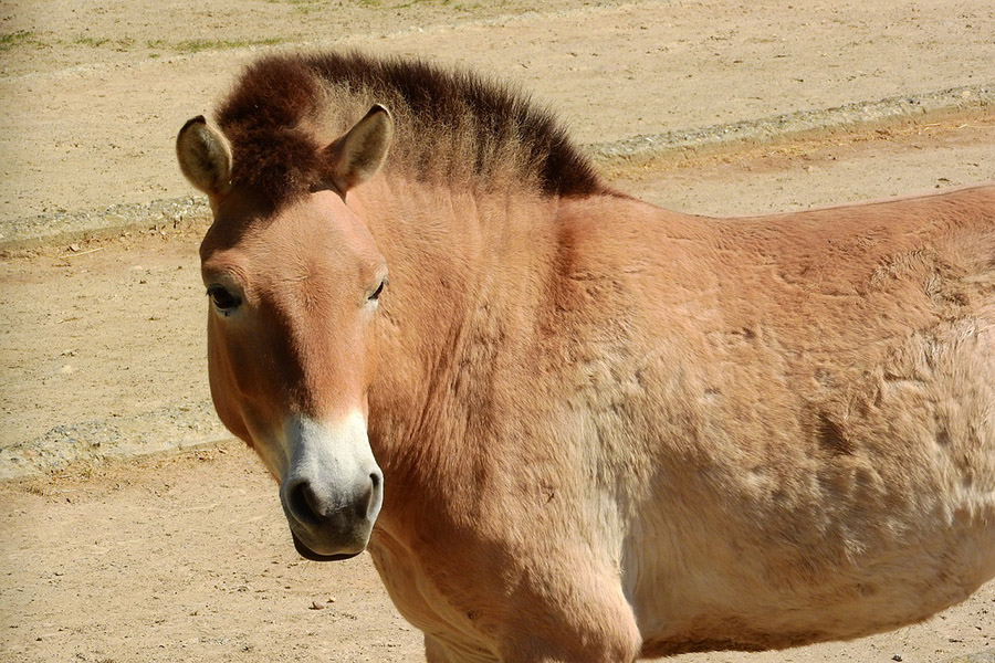 Mongolia Przewalski's Horse
