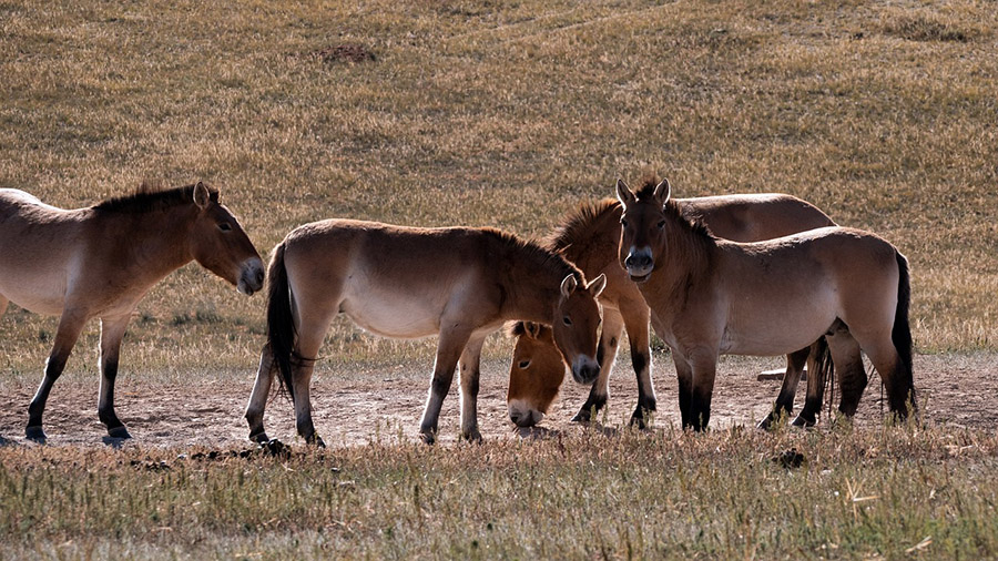 Mongolia Przewalski's Horse