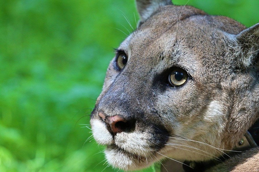 Mountain lion face and eyes