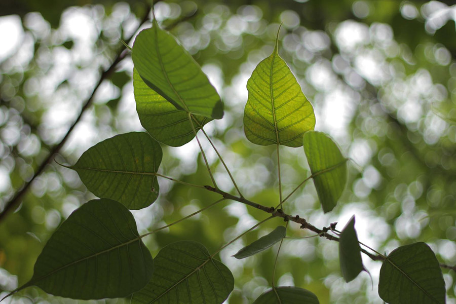 Nepal Bodhi Tree leaves