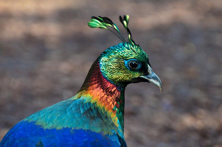 Nepal Himalayan Monal