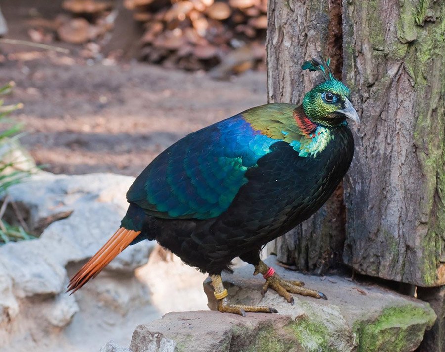Nepal Himalayan Monal
