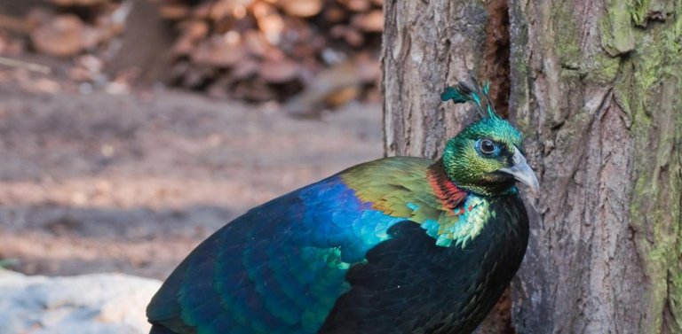Meet The National Bird of Nepal, The Himalayan Monal (Danfe)