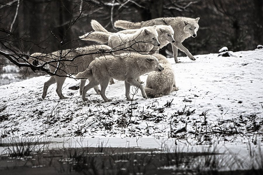 Pack of arctic wolves in the snow