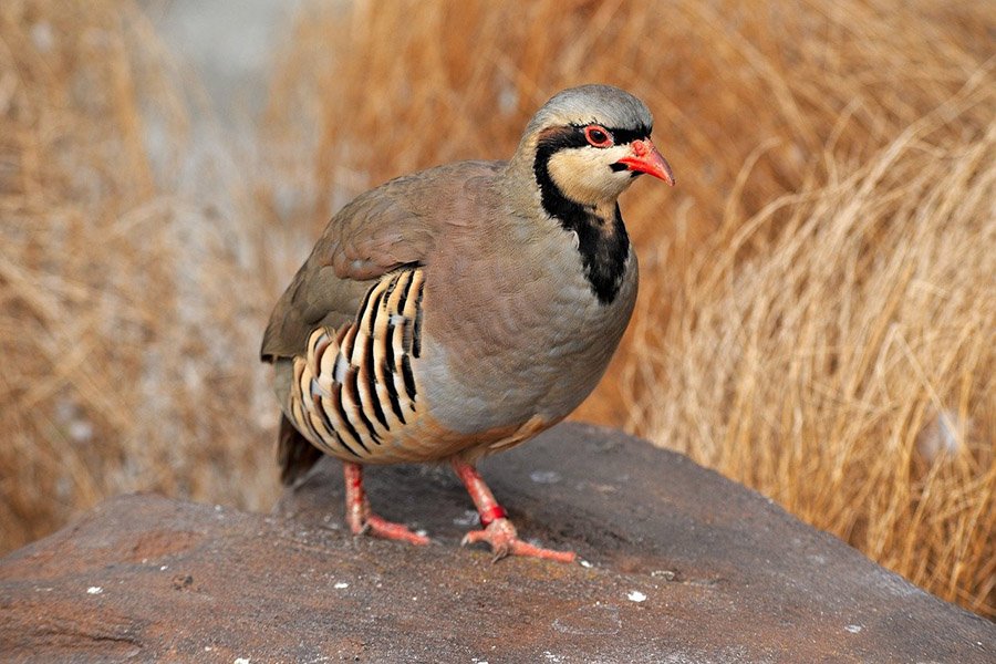 Pakistan Chukar