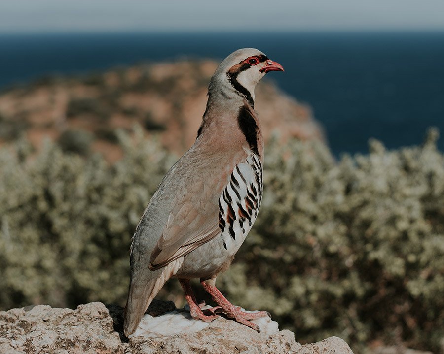 Pakistan Chukar