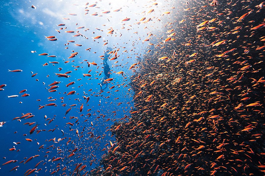 Person freediving with a school of fish
