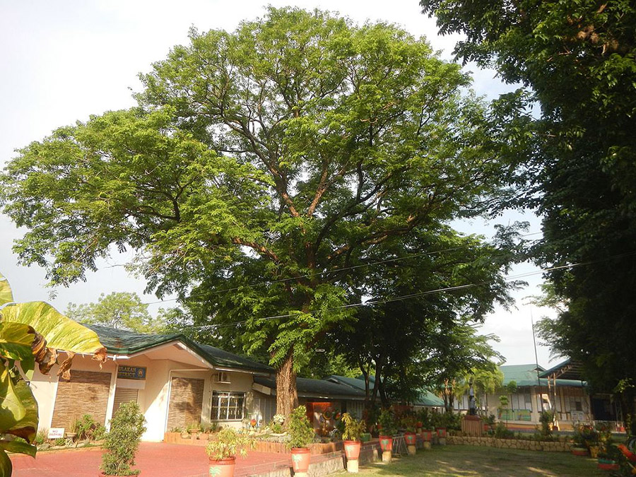 Large Narra in the Philippines