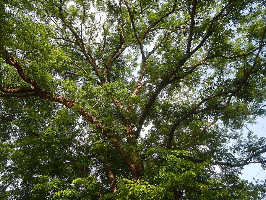 Philippines Narra large tree