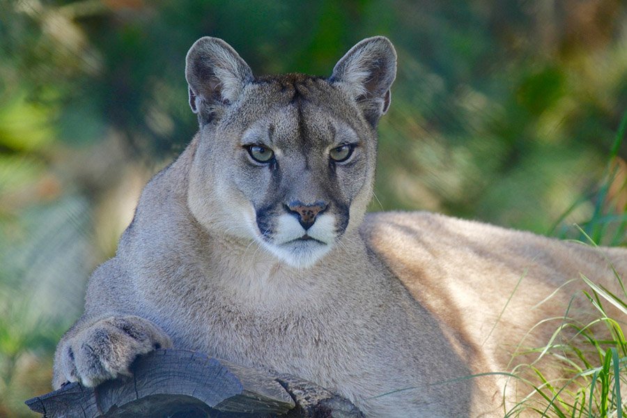 Portrait of a mountain lion