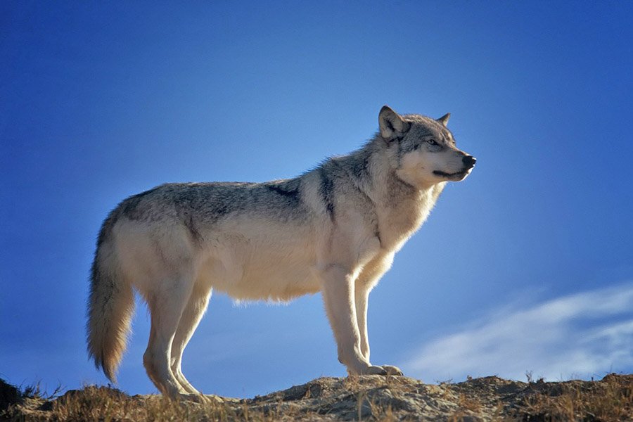 Portrait of a wolf