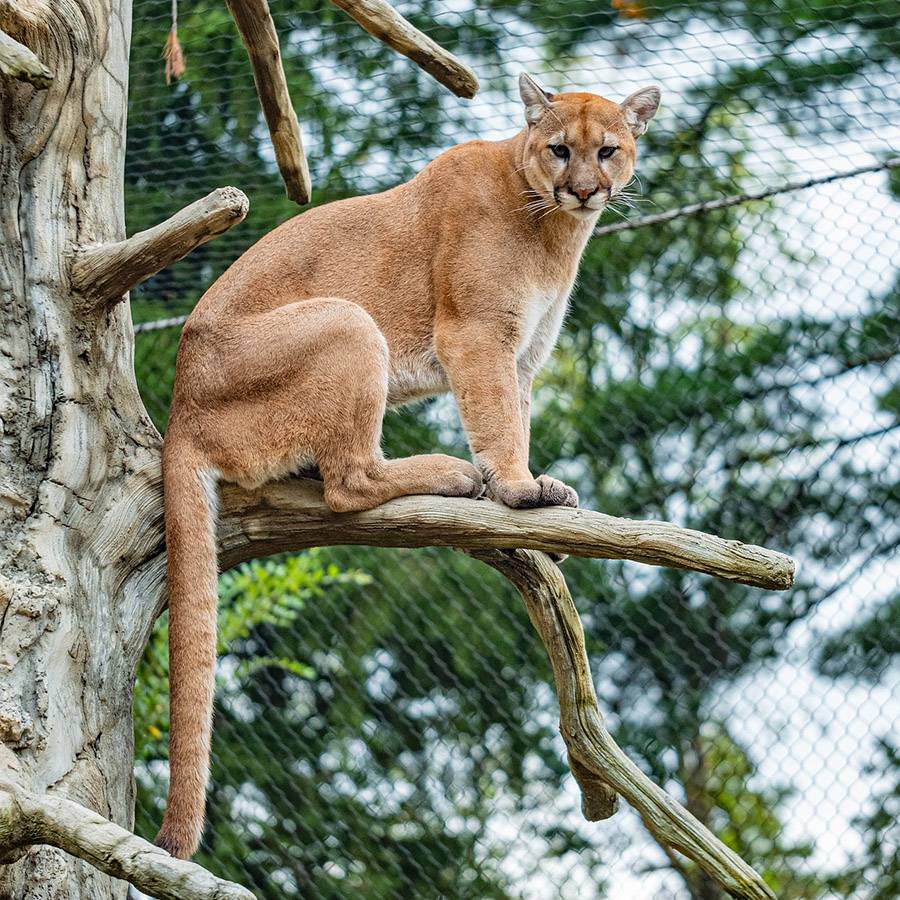 Puma on a tree
