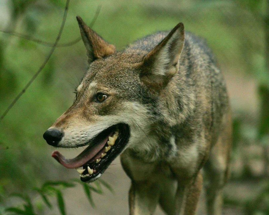Red wolf (Canis rufus)