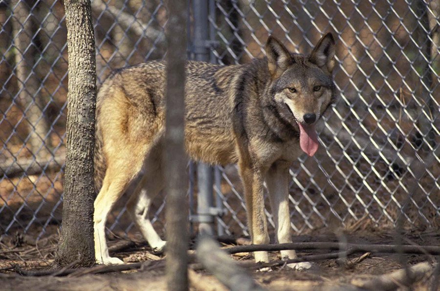 Red wolf (Canis rufus)