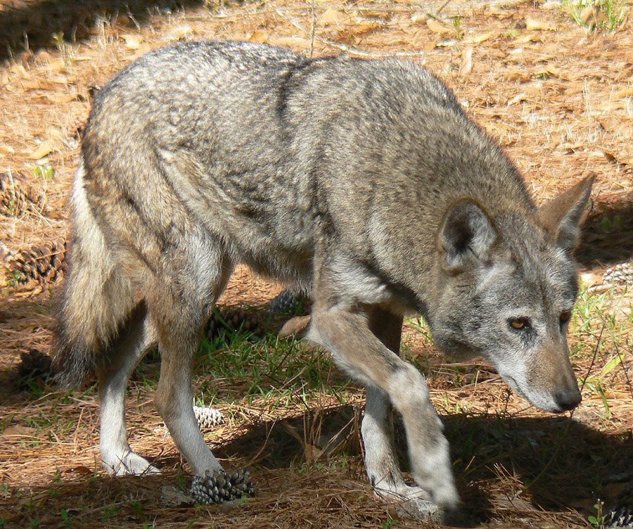 Red wolf (Canis rufus)