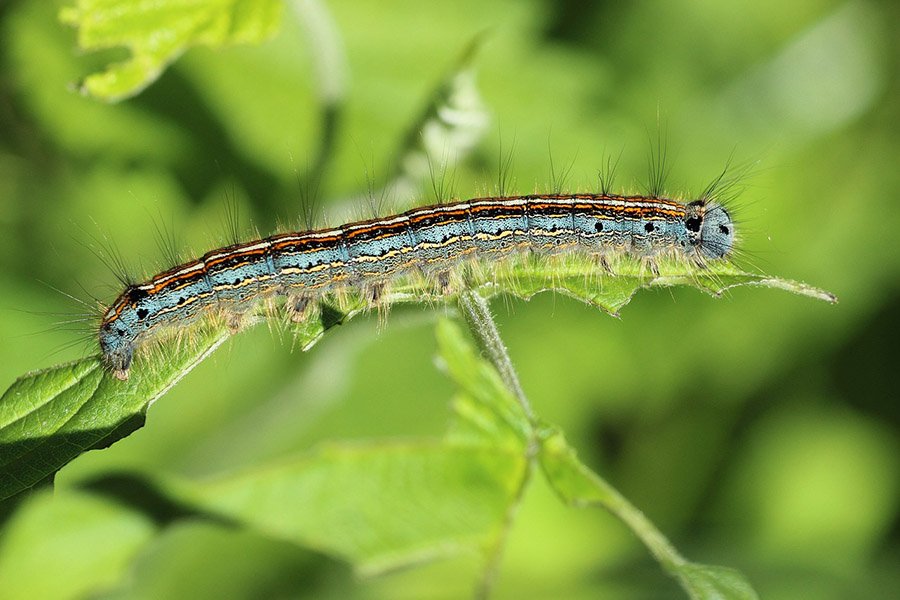 Ring moth caterpillar