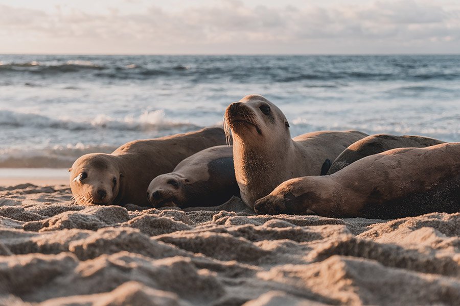 Sea lions in California