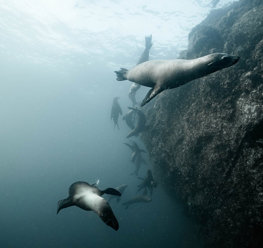 Sea lions underwater