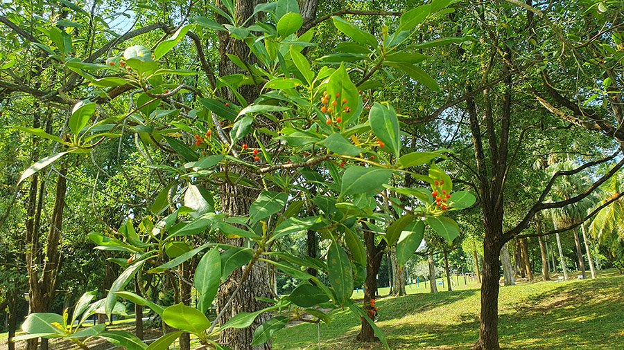 Singapore Tembusu foliage