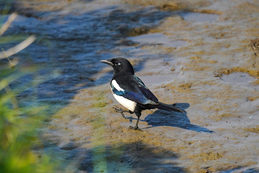 South Korea Oriental Magpie