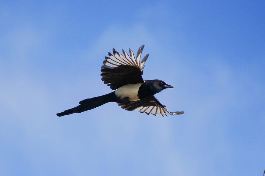 South Korea Oriental Magpie