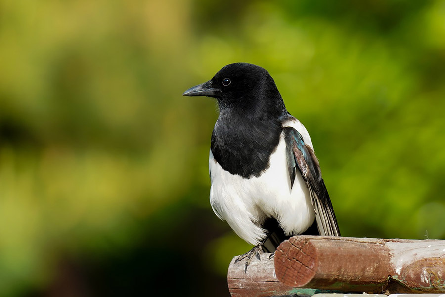 South Korea Oriental Magpie